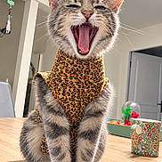 Luna participe au concours pour gagner de l'argent avec cette photo : cat, kitten, yawning, open_mouth, leopard_print, costume, fur, whiskers, ears, eyes, animal, pet, sitting, portrait, indoor, kitchen, table, mug, home, funny