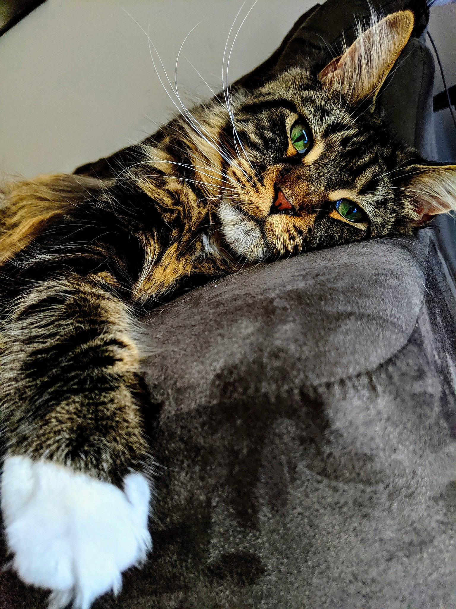 Timone joined the competition — help win amazing prizes! aegean_cat, carnivore, cat, claw, domestic_short_haired_cat, dragon_li, european_shorthair, felidae, fur, kitten, maine_coon, norwegian_forest_cat, paw, polydactyl_cat, small_to_medium_sized_cats, tabby_cat, tail, whiskers