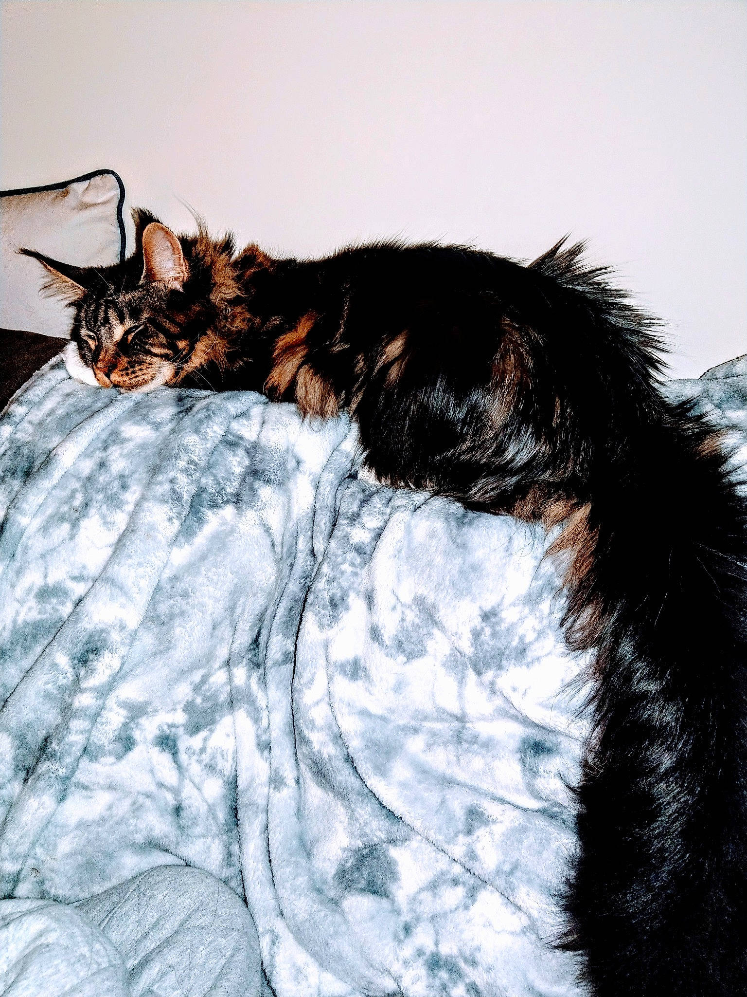 Timone is registered to the contest to win money with this photo: black_hair, carnivore, cat, ear, eye, felidae, fur, glasses, long_hair, maine_coon, norwegian_forest_cat, shoulder, sleep, small_to_medium_sized_cats, tail, textile, whiskers