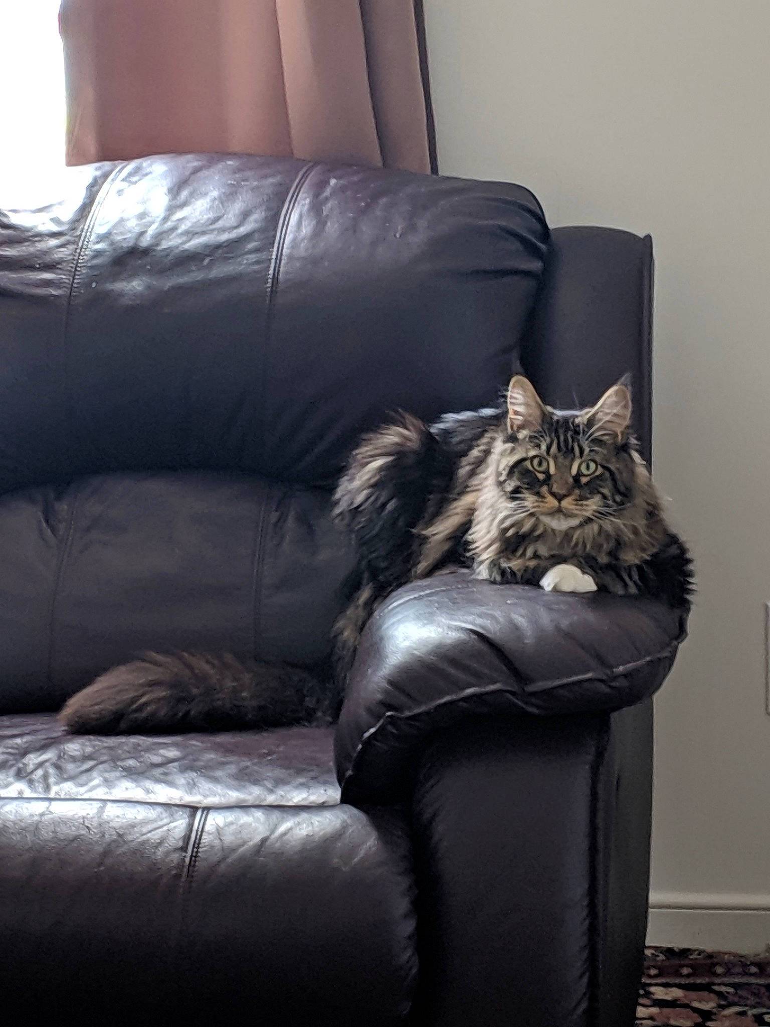 Timone joined the competition — help win amazing prizes! carnivore, cat, chair, comfort, couch, felidae, fur, furniture, interior_design, kitten, leather, maine_coon, norwegian_forest_cat, recliner, room, sitting, small_to_medium_sized_cats, whiskers