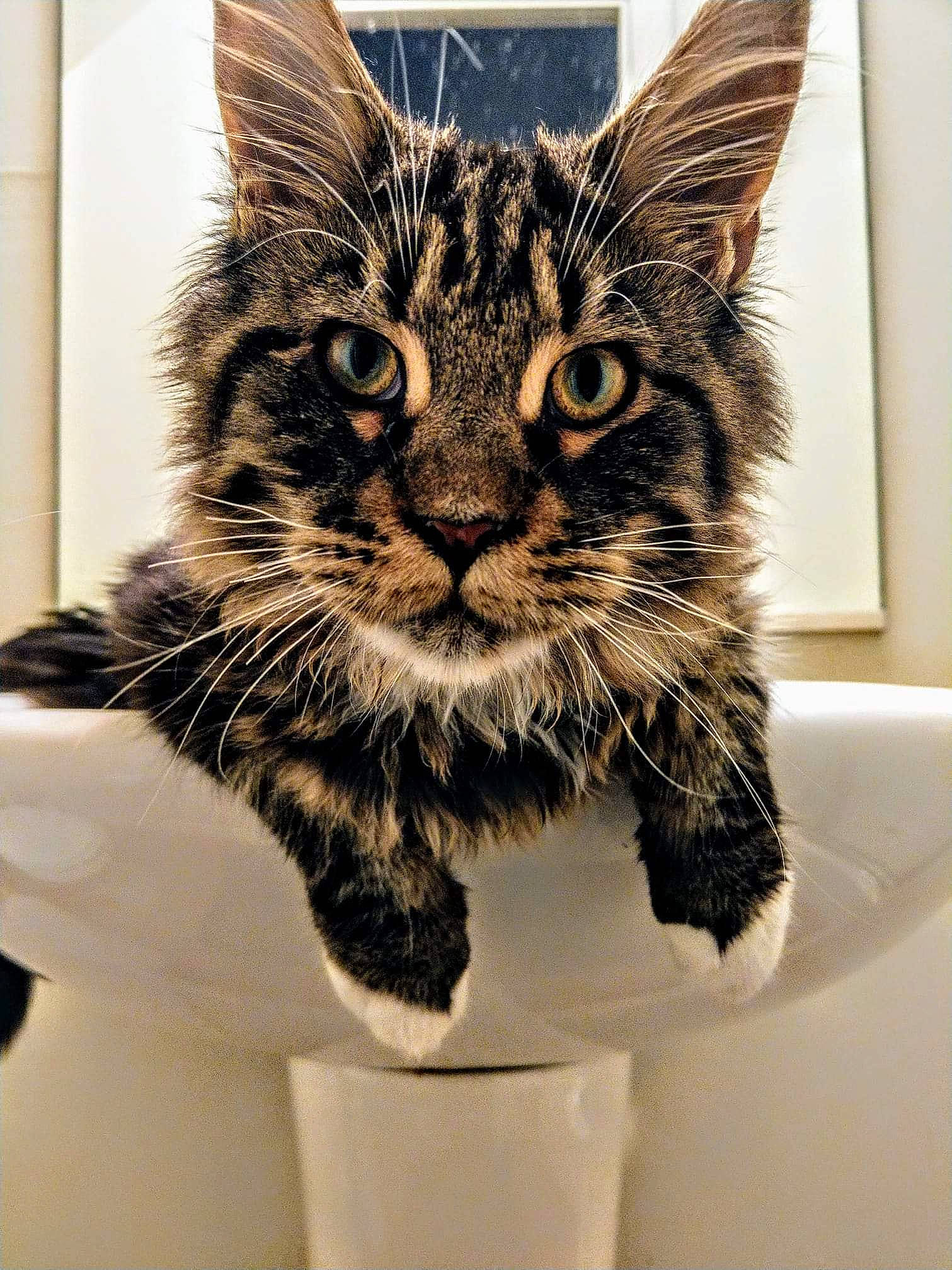 Timone is registered to the contest to win money with this photo: american_shorthair, asian, carnivore, cat, domestic_short_haired_cat, dragon_li, european_shorthair, felidae, fur, kitten, maine_coon, mammal, norwegian_forest_cat, small_to_medium_sized_cats, tabby_cat, whiskers