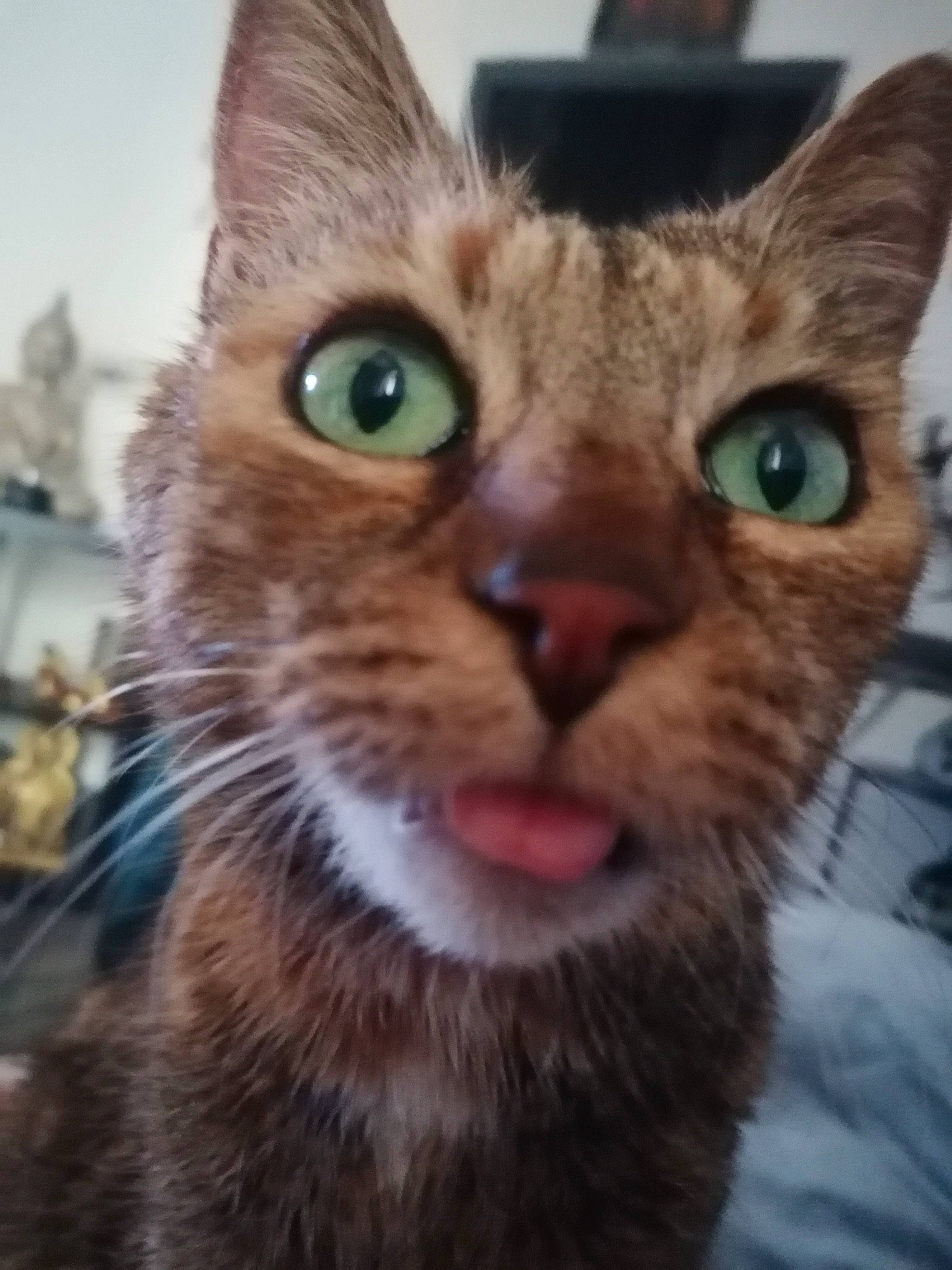 Choupette
