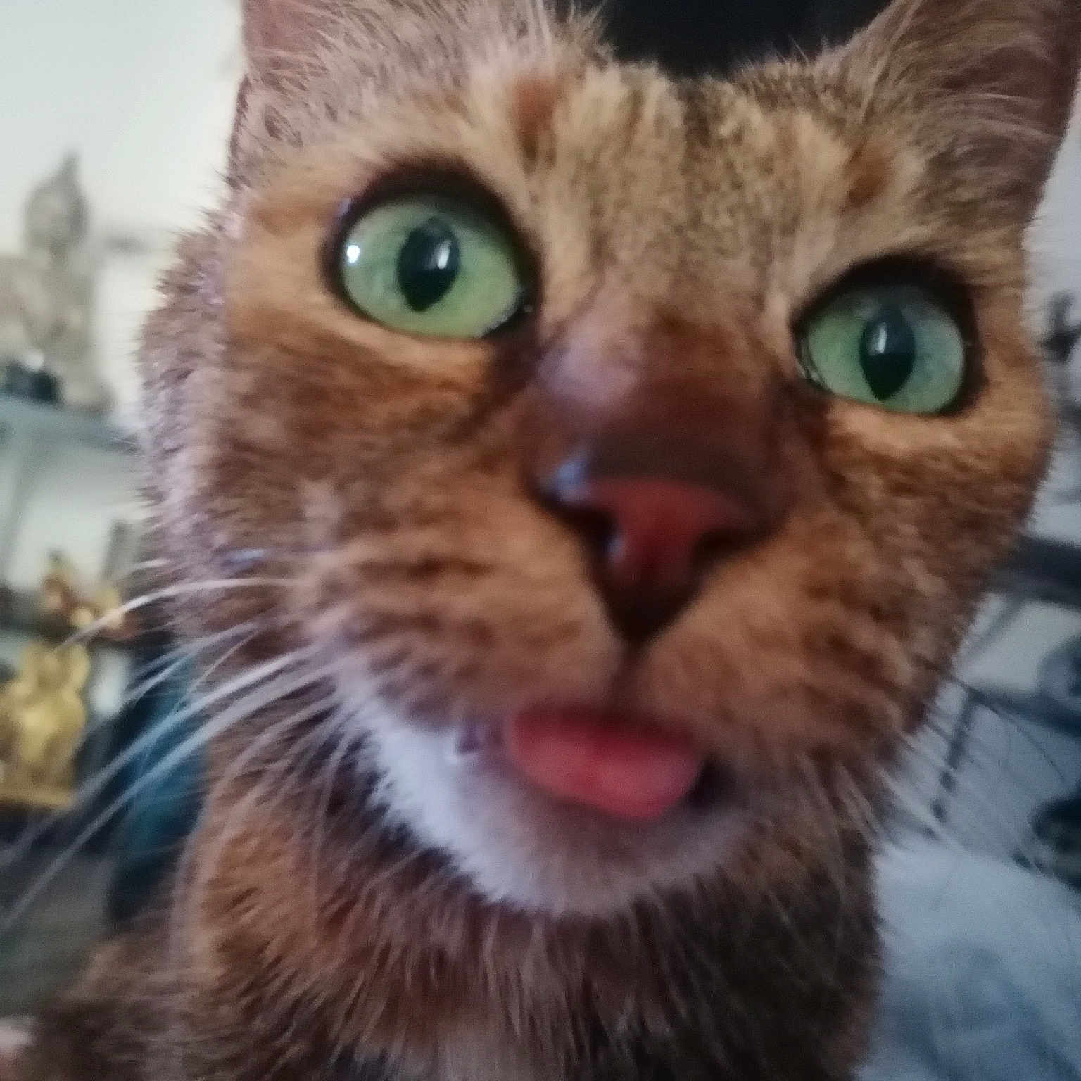 Choupette