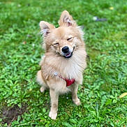 Ulia a rejoint le concours — aidez-le/la à gagner de superbes lots ! dog, canine, pet, outdoor, grass, greenery, happy, smiling, fluffy, fur, red_harness, sitting, nature, animal, cute, friendly, mammal, companion, playful, content