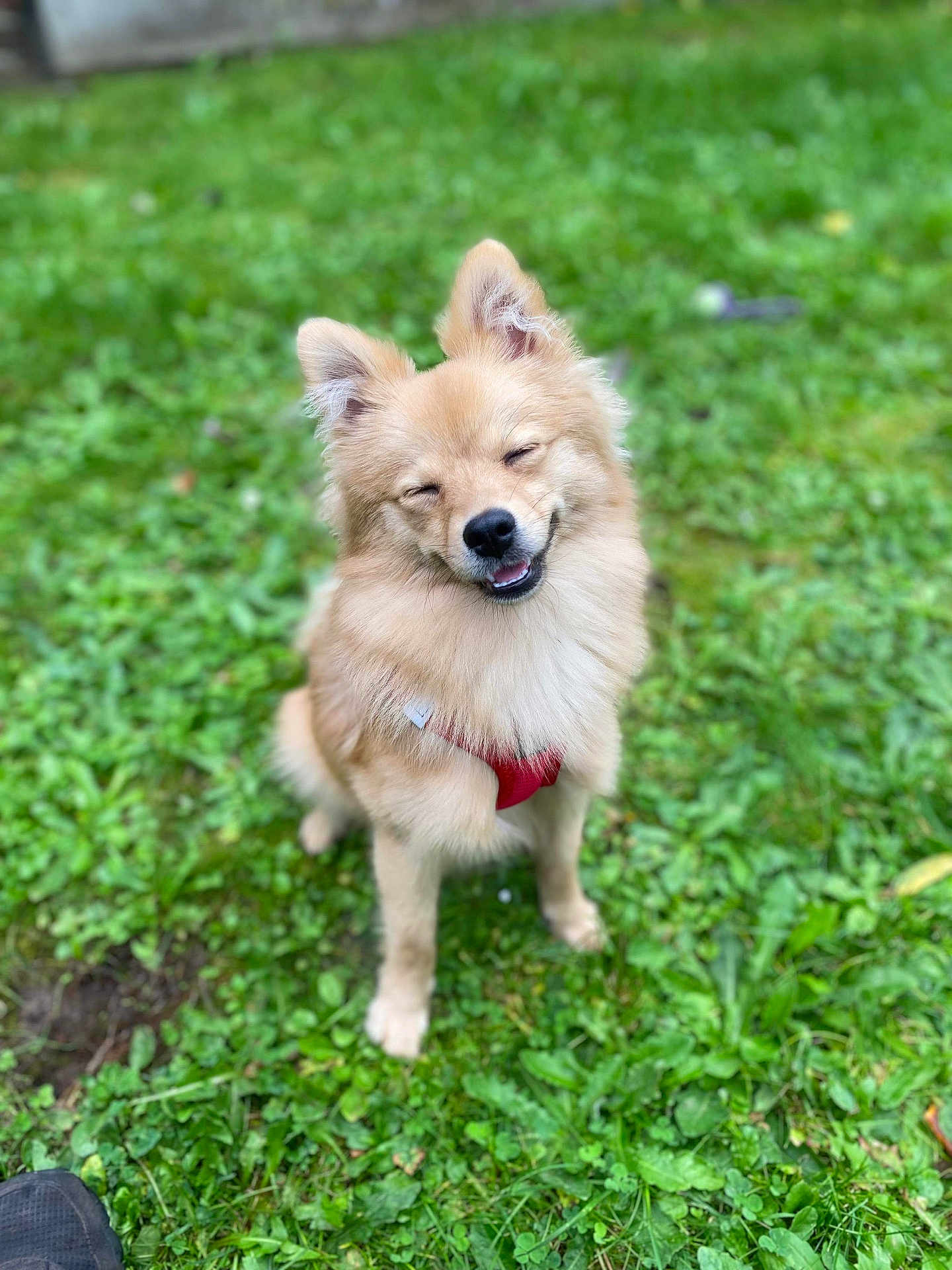 Ulia a rejoint le concours — aidez-le/la à gagner de superbes lots ! dog, canine, pet, outdoor, grass, greenery, happy, smiling, fluffy, fur, red_harness, sitting, nature, animal, cute, friendly, mammal, companion, playful, content