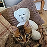 kitten, cat, stuffed_toy, teddy_bear, pillow, blanket, couch, furniture, living_room, indoor, cozy, fur, cute, pet, animal, soft, brown, white, small, eyes