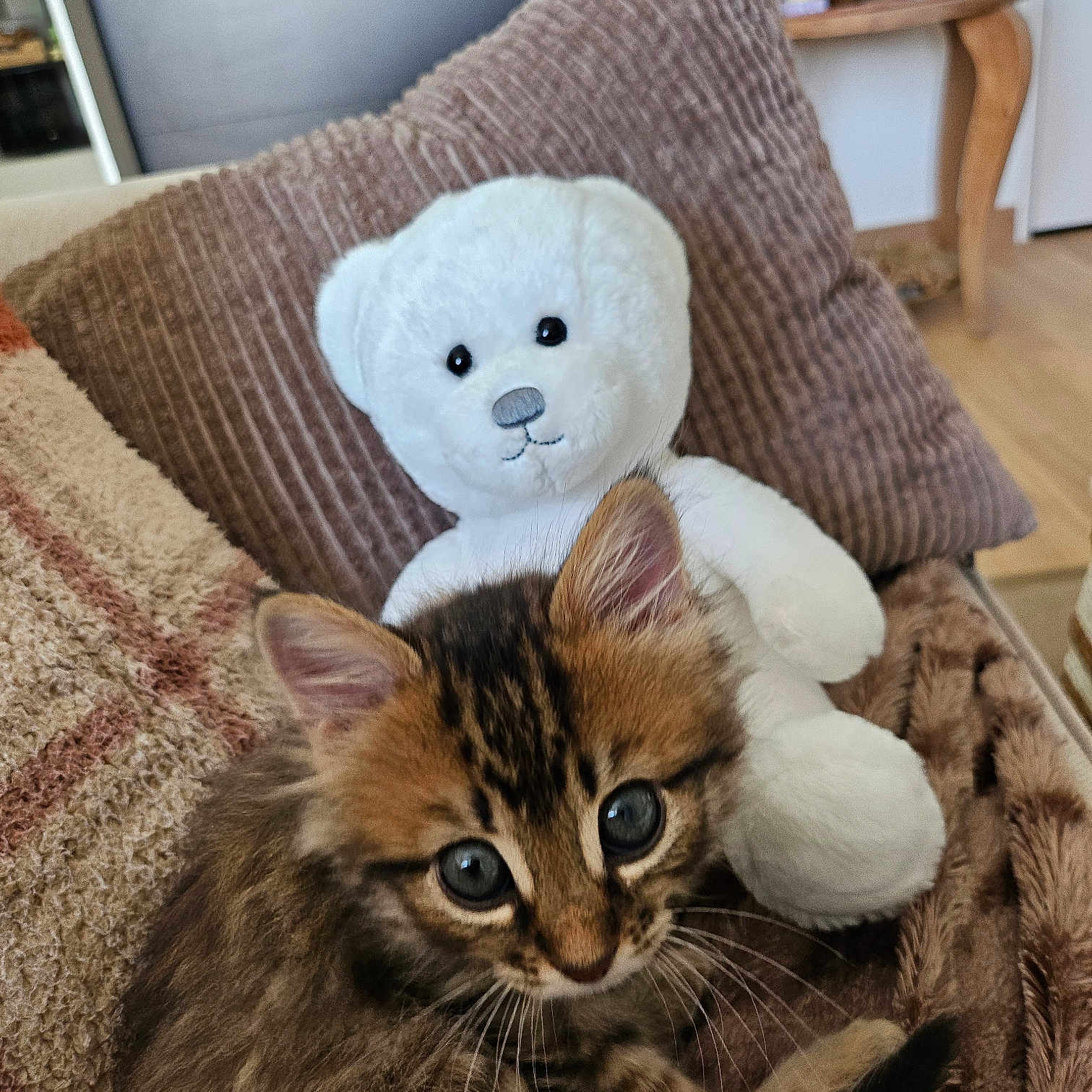 Bianca participe au concours pour gagner de l'argent avec cette photo : kitten, cat, stuffed_toy, teddy_bear, pillow, blanket, couch, furniture, living_room, indoor, cozy, fur, cute, pet, animal, soft, brown, white, small, eyes