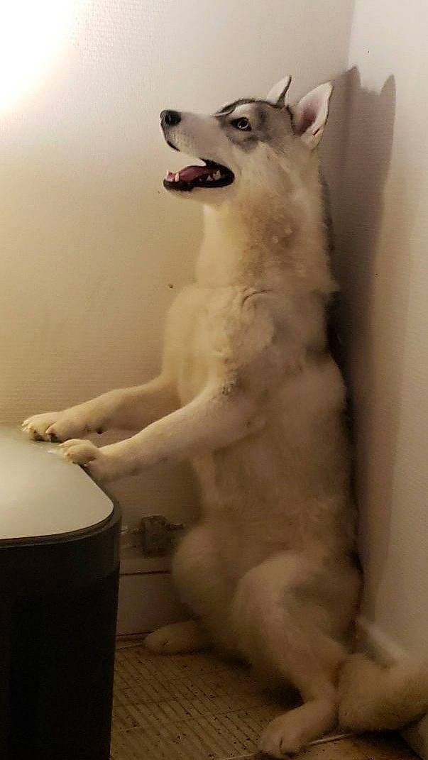 Uriel participe au concours pour gagner de l'argent avec cette photo : art, bathroom, carnivore, companion_dog, dog, dog_breed, fawn, flooring, foot, fur, human_body, jaw, plumbing, sculpture, snout, tail, terrestrial_animal, whiskers, wood, working_animal