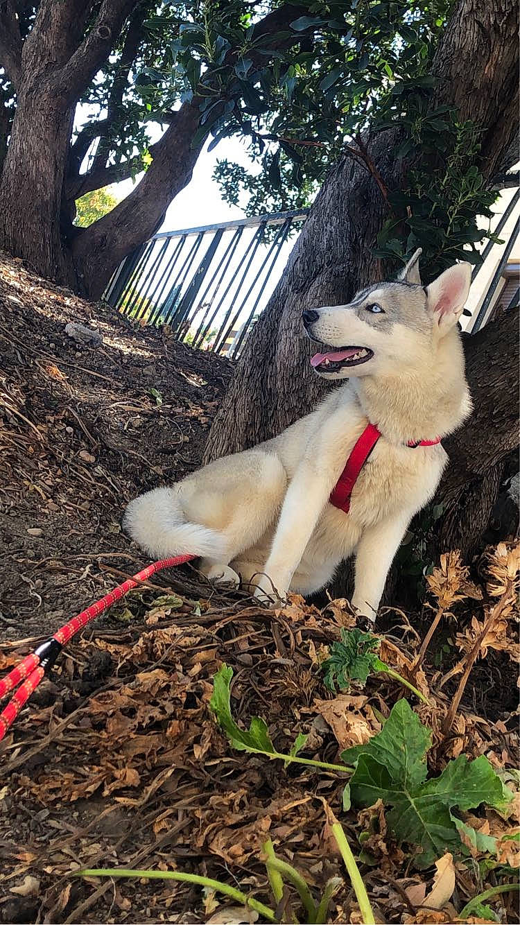 Uriel a rejoint le concours — aidez-le/la à gagner de superbes lots ! canidae, carnivore, companion_dog, dog, dog_breed, fawn, fence, fur, grass, home_fencing, plant, soil, sporting_group, tail, terrestrial_animal, tree, twig, wildlife, working_animal, working_dog