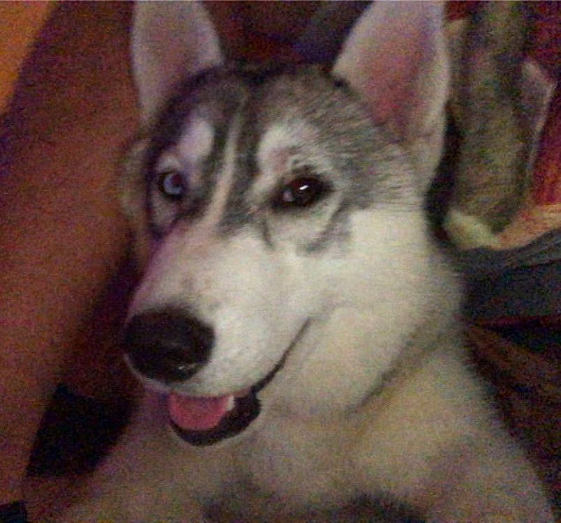 Uriel participe au concours pour gagner de l'argent avec cette photo : canidae, canis, carnivore, dog, dog_breed, fur, jaw, non_sporting_group, siberian_husky, sled_dog, snout, sporting_group, terrestrial_animal, whiskers, working_animal, working_dog