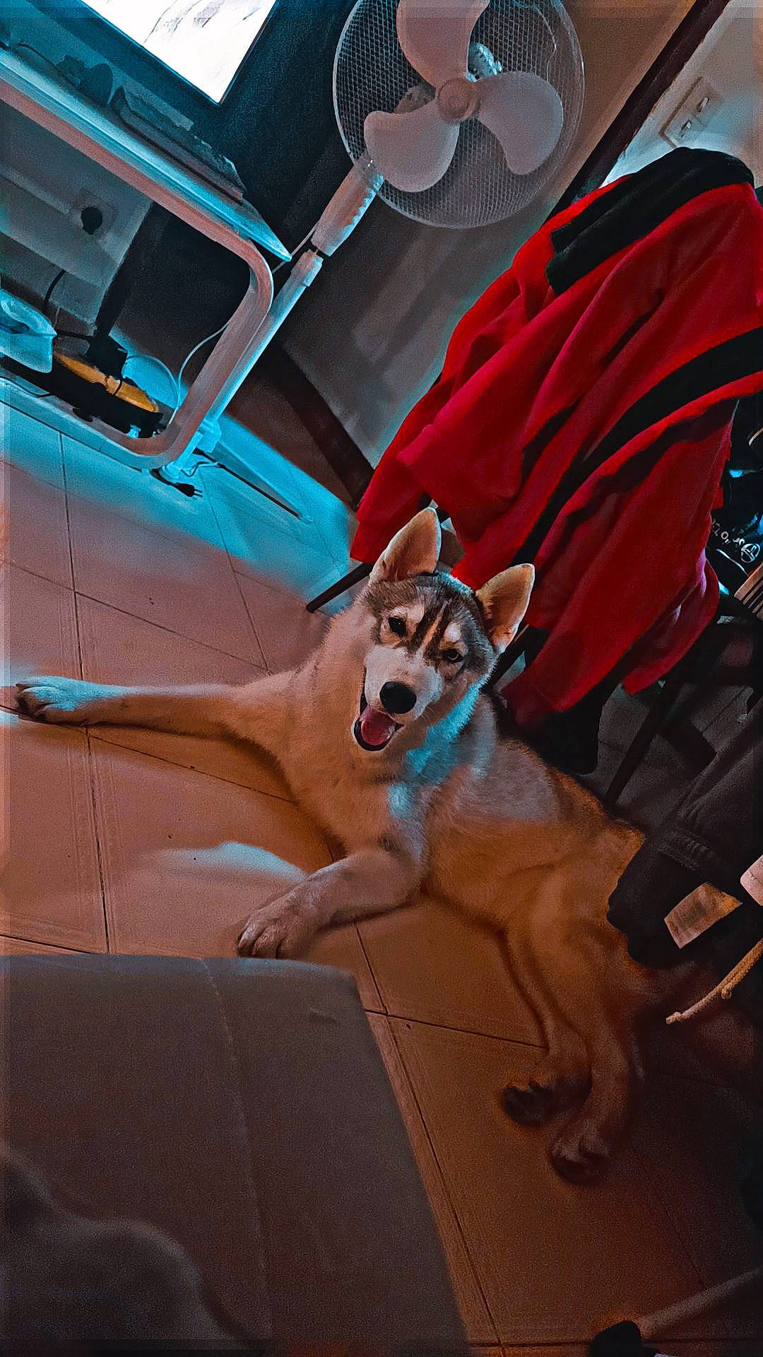 Uriel a rejoint le concours — aidez-le/la à gagner de superbes lots ! ancient_dog_breeds, canidae, carnivore, companion_dog, dog, dog_breed, dog_supply, electric_blue, fawn, fun, hood, non_sporting_group, snout, sporting_group, toy_dog, vehicle, vehicle_door, windshield, wood, working_animal