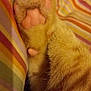 cat, paw, close_up, orange_fur, pink_pads, striped_fabric, furry, pet, animal, cozy, soft, texture, resting, domestic_cat, cute, mammal, whiskers, claw, sleeping, indoor