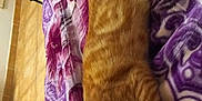 Kin participe au concours pour gagner de l'argent avec cette photo : cat, ginger_cat, sleeping, blanket, purple, pattern, bed, indoor, floor, tile_floor, furniture, box, stacked_boxes, cozy, pet, animal, resting, home, relaxing, fur