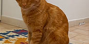 Kin participe au concours pour gagner de l'argent avec cette photo : animal, cat, cute, domestic_cat, ears, feline, floor, fur, indoor, looking, mammal, orange_tabby, patterned_rug, pet, rug, sitting, tail, tile_floor, wall, whiskers