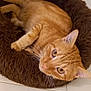 cat, orange_tabby, pet_bed, fluffy, relaxed, indoor, floor_tile, curious, whiskers, ears, fur, animal, mammal, cute, domestic_cat, resting, lying_down, brown, soft, cozy