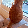 Kin participe au concours pour gagner de l'argent avec cette photo : cat, orange_tabby, cat_tree, window, indoor, furniture, couch, tail, pet, looking_out, daylight, home, curiosity, animal, fluffy, domestic_cat, resting, quiet, cozy, urban_view