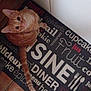 cat, orange_tabby, pet, animal, curious, looking_up, indoor, floor_mat, text_on_mat, kitchen, domestic_cat, whiskers, tail, ears, fur, eyes, sitting, tile_floor, home, cute