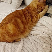 Kin a rejoint le concours — aidez-le/la à gagner de superbes lots ! animal, blanket, cat, comfort, couch, cozy, cute, domestic_cat, fluffy, fur, furniture, home, indoor, orange_tabby, pet, pillows, relaxed, resting, sleeping, striped