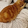 animal, blanket, cat, comfort, couch, cozy, cute, domestic_cat, fluffy, fur, furniture, home, indoor, orange_tabby, pet, pillows, relaxed, resting, sleeping, striped