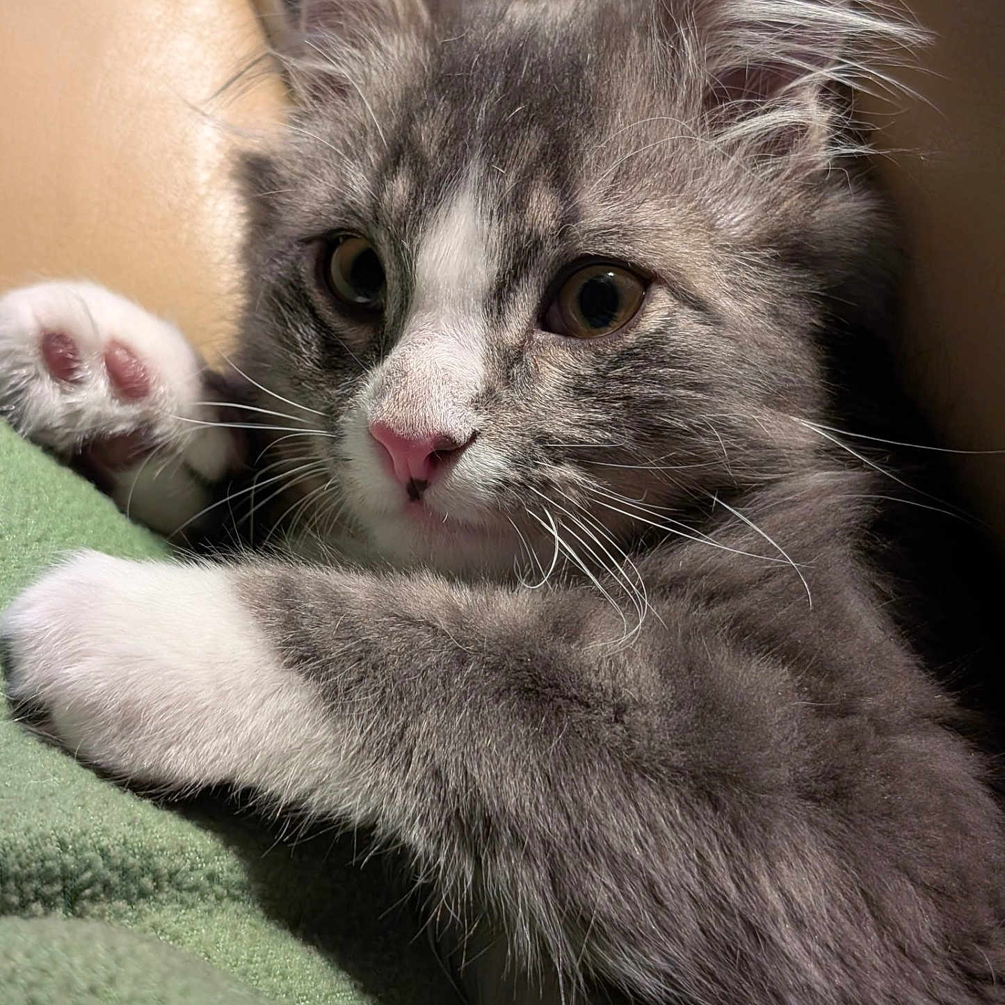 Ralphie Sue joined the competition — help win amazing prizes! blanket, cat, close_up, cozy, cuddling, curious, domestic_animal, ears, eyes, fur_texture, gray_fur, indoor, kitten, paw, paw_pad, pet, pink_nose, portrait, whiskers, white_fur