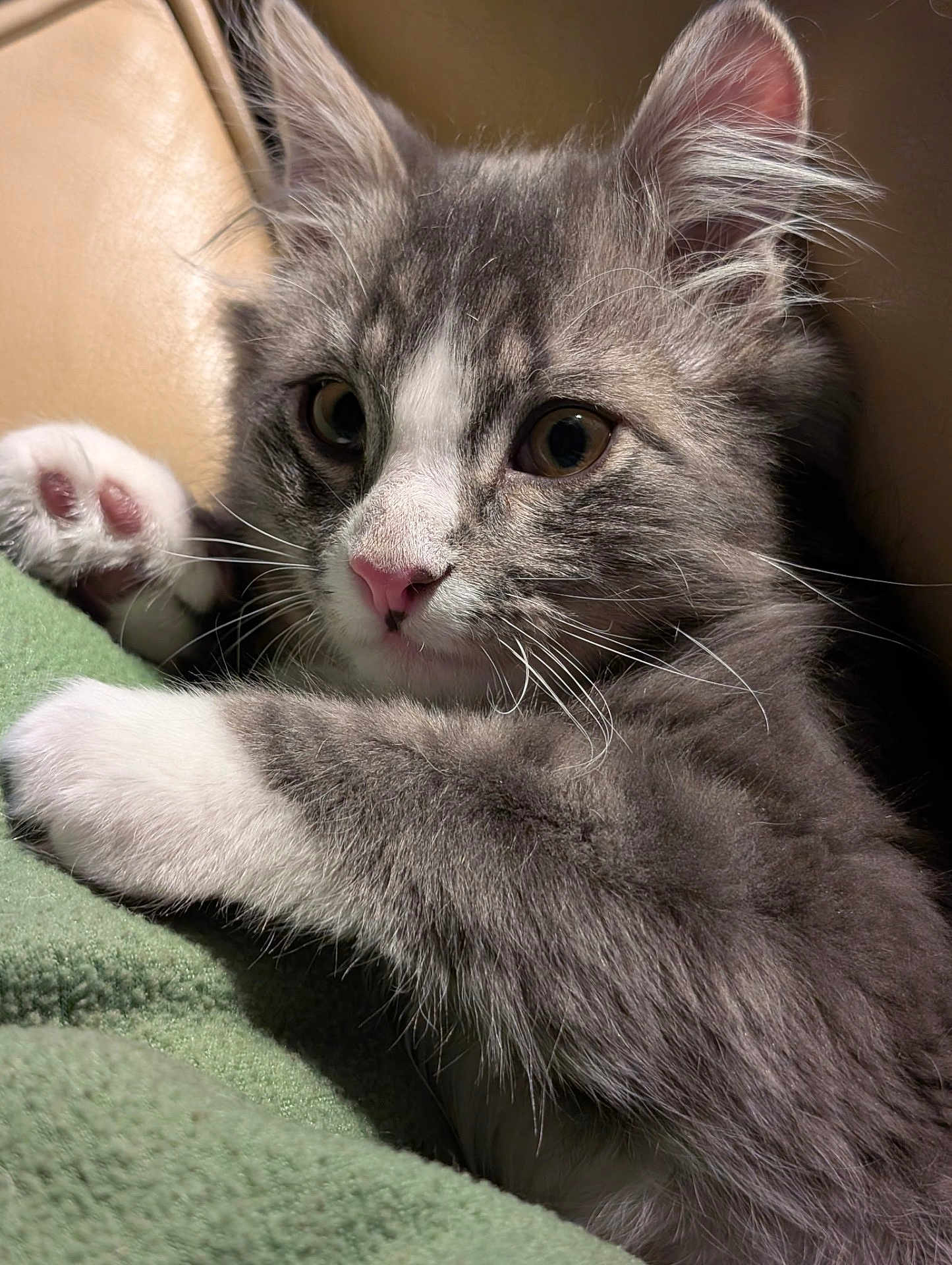 Ralphie Sue joined the competition — help win amazing prizes! cat, kitten, pet, gray_fur, white_fur, whiskers, paw, pink_nose, close_up, portrait, indoor, blanket, cozy, ears, eyes, fur_texture, cuddling, paw_pad, domestic_animal, curious