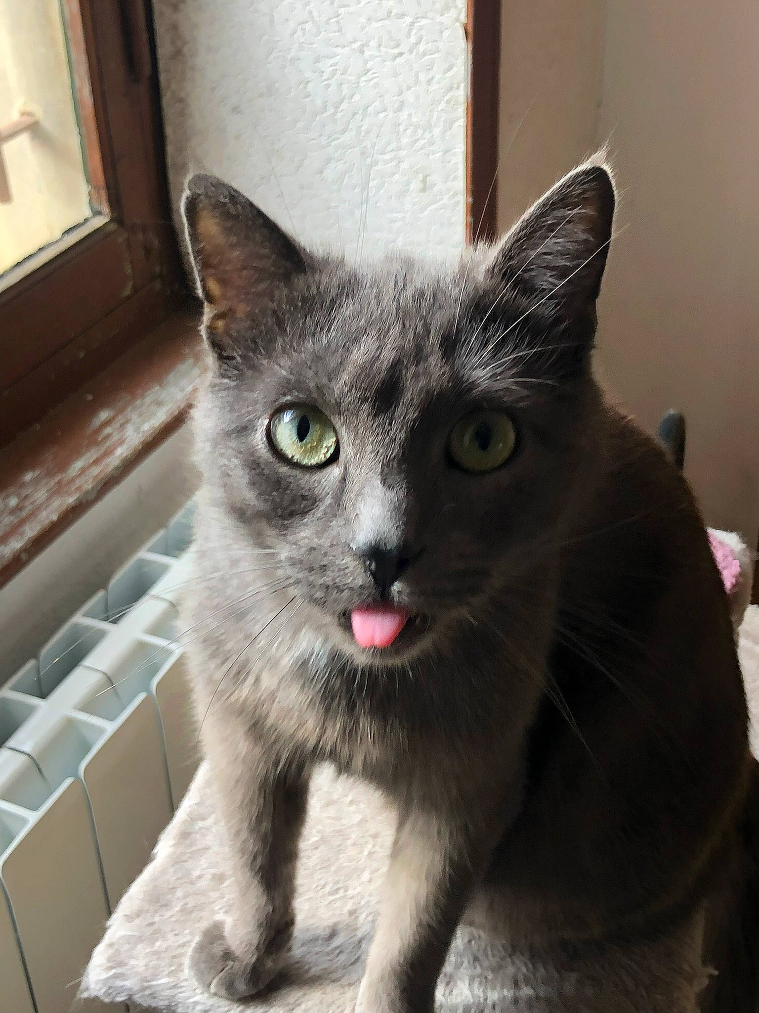 Happy a rejoint le concours — aidez-le/la à gagner de superbes lots ! carnivore, cat, cat_furniture, cat_supply, cat_toy, claw, domestic_short_haired_cat, felidae, fur, grey, paw, russian_blue, small_to_medium_sized_cats, snout, tail, terrestrial_animal, whiskers, window