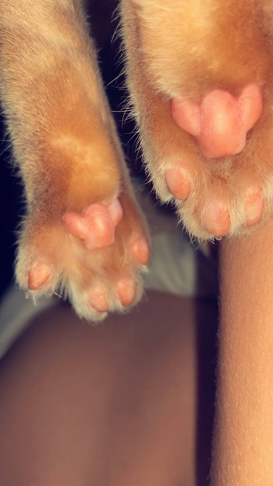 Maya participe au concours pour gagner de l'argent avec cette photo : claw, close_up, ear, eye, fawn, foot, fur, gesture, macro_photography, nail, paw, plant, snout, tail, whiskers