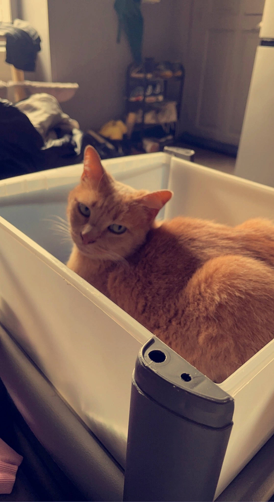 Maya participe au concours pour gagner de l'argent avec cette photo : box, cardboard, carnivore, cat, comfort, domestic_short_haired_cat, fawn, felidae, fur, household_supply, metal, paper, paper_bag, paper_product, pet_supply, room, small_to_medium_sized_cats, tail, whiskers, wood