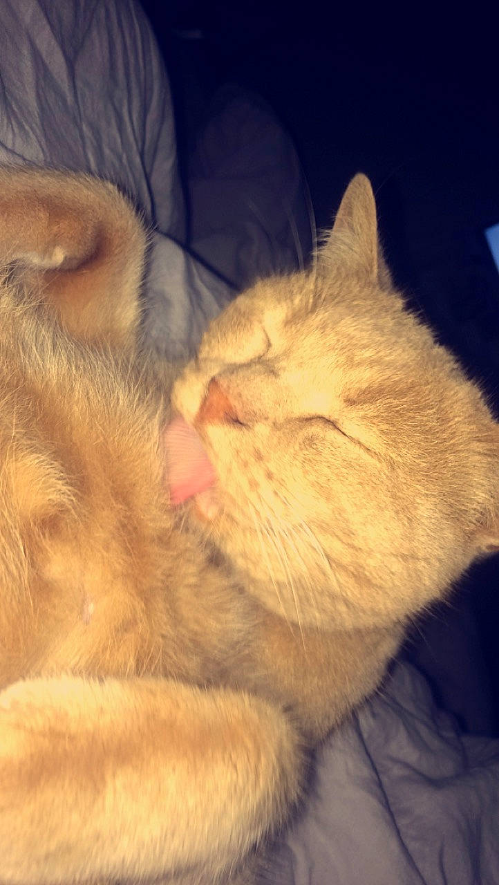 Maya participe au concours pour gagner de l'argent avec cette photo : carnivore, cat, cloud, comfort, ear, fawn, felidae, fur, gesture, leg, mammal, meteorological_phenomenon, nose, paw, sky, small_to_medium_sized_cats, snout, tail, vertebrate, whiskers