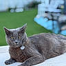 Hannah is registered to the contest to win money with this photo: cat, gray_cat, pet, feline, animal, portrait, outdoor, garden, lawn, lounging, lying_down, collar, tag, whiskers, ears, eyes, fur, close_up, blurred_background, natural_light