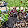Hannah joined the competition — help win amazing prizes! cat, gray_cat, pet, animal, feline, outdoor, garden, flowerbed, plants, flowers, succulents, mulch, grass, solar_lantern, landscaping, relaxing, lying_down, profile, residential, daylight