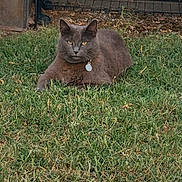 Hannah joined the competition — help win amazing prizes! cat, gray_cat, animal, pet, feline, grass, lawn, outdoor, house, window, garden, lying_down, resting, collar, tag, yellow_eyes, fur, portrait, front_view, domestic_animal