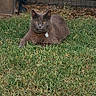 cat, gray_cat, animal, pet, feline, grass, lawn, outdoor, house, window, garden, lying_down, resting, collar, tag, yellow_eyes, fur, portrait, front_view, domestic_animal