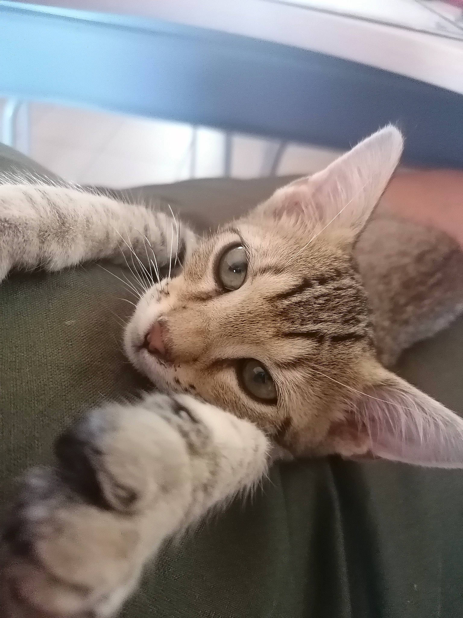 Tobi a rejoint le concours — aidez-le/la à gagner de superbes lots ! carnivore, cat, claw, close_up, comfort, domestic_short_haired_cat, ear, fawn, felidae, fur, head, metal, nap, paw, small_to_medium_sized_cats, snout, tail, whiskers, wildlife