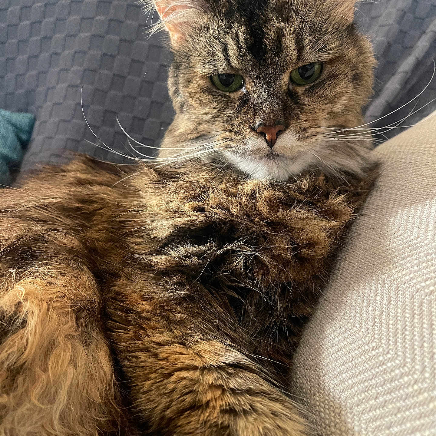 Zoe is registered to the contest to win money with this photo: animal, blanket, cat, closeup, couch, cushion, cute, domestic, ears, feline, fur, home, indoor, mammal, pet, portrait, relaxing, sleepy, tabby, whiskers