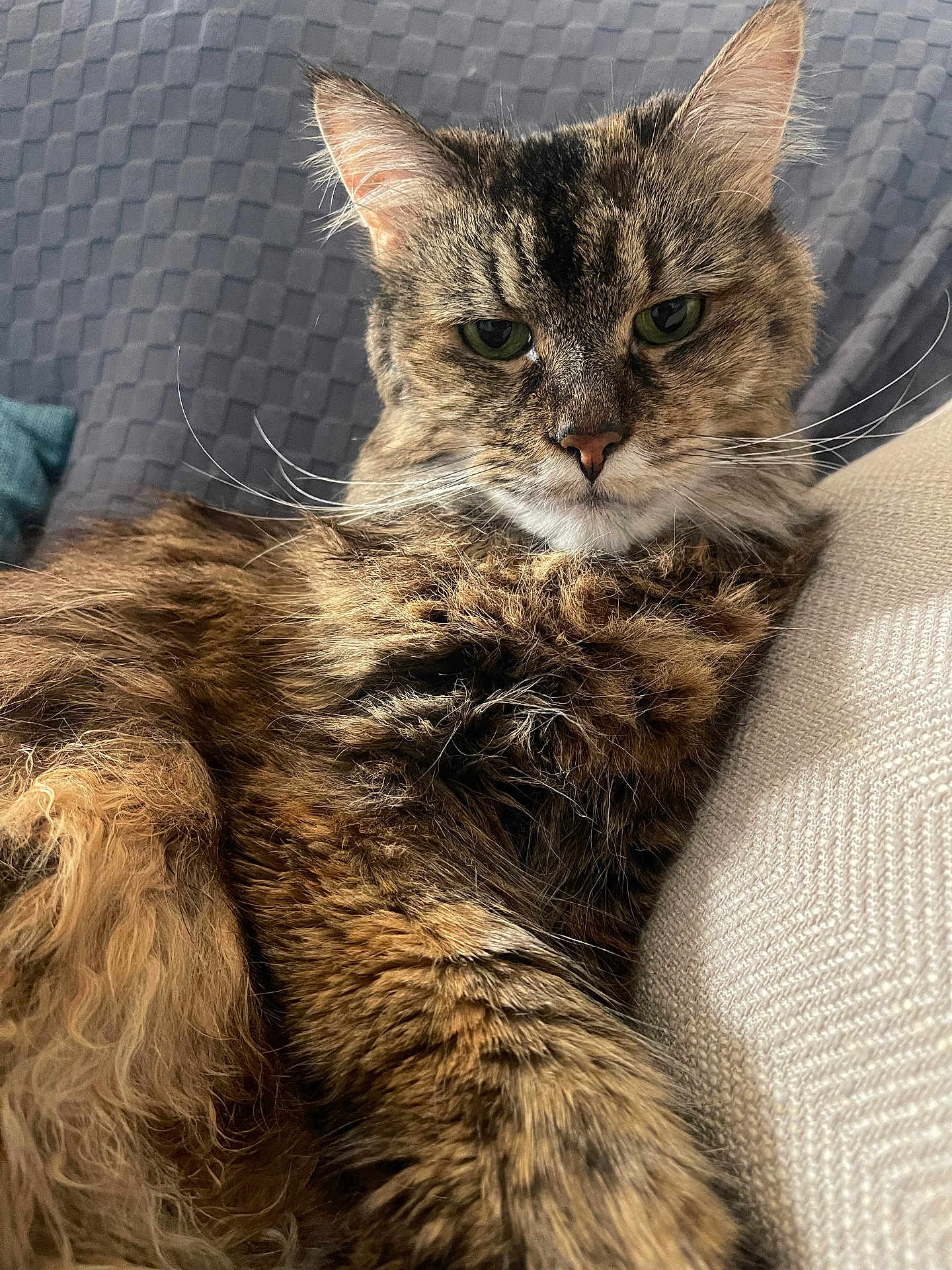 Zoe is registered to the contest to win money with this photo: cat, tabby, feline, pet, fur, whiskers, ears, couch, blanket, cushion, indoor, closeup, relaxing, animal, mammal, portrait, sleepy, cute, domestic, home