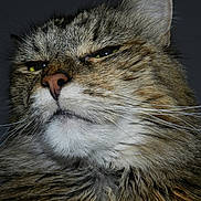 Zoe joined the competition — help win amazing prizes! cat, tabby, close_up, whiskers, fur, portrait, animal, pet, face, feline, mustache, muzzle, nose, ears, expression, looking_away, indoor, detail, texture, mammal
