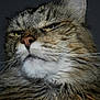 cat, tabby, close_up, whiskers, fur, portrait, animal, pet, face, feline, mustache, muzzle, nose, ears, expression, looking_away, indoor, detail, texture, mammal