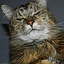 Zoe is registered to the contest to win money with this photo: cat, tabby, close_up, fur, whiskers, face, pet, animal, indoor, portrait, feline, expression, unimpressed, cute, domestic, mammal, whisker, nose, head, eyes