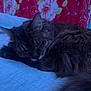 Zoe is registered to the contest to win money with this photo: cat, sleeping, tabby, fluffy, bed, quilt, indoor, animal, pet, feline, resting, cozy, closeup, fur, cute, mammal, domestic, peaceful, background, flower_pattern