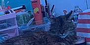 Zoe is registered to the contest to win money with this photo: cat, fluffy, desk, makeup, skincare, water_bottle, pouch, indoor, furniture, relaxed, pet, animal, table, cosmetics, container, door, green_wall, resting, fur, cute