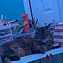 cat, fluffy, desk, makeup, skincare, water_bottle, pouch, indoor, furniture, relaxed, pet, animal, table, cosmetics, container, door, green_wall, resting, fur, cute