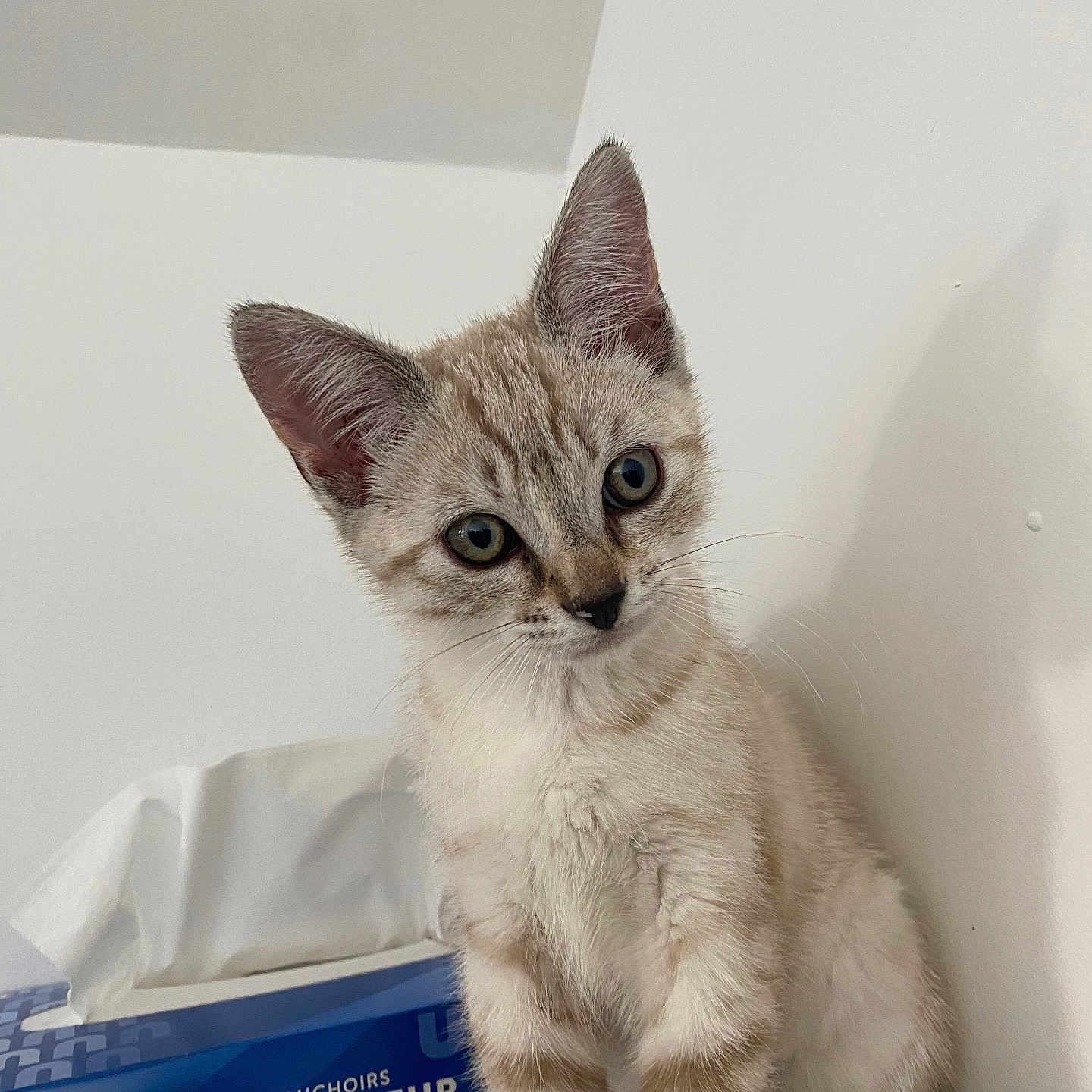 Joy a rejoint le concours — aidez-le/la à gagner de superbes lots ! animal, blue_eyes, box, cat, closeup, curious, cute, domestic, feline, furry, indoor, kitten, pet, portrait, sitting, soft_fur, striped, tissues, white_wall, young
