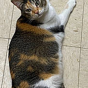 Little Bit joined the competition — help win amazing prizes! cat, calico, pet, animal, fur, green_eyes, floor, tile, laying_down, looking_up, whiskers, cute, domestic_cat, mammal, indoor, relaxed, four_legs, tail, ears, paw