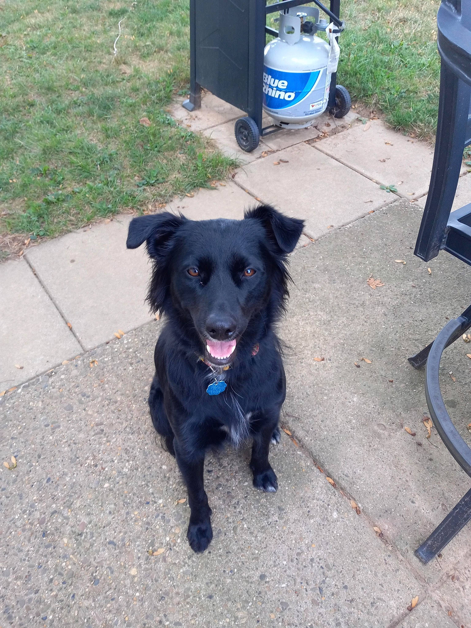 Ryn is registered to the contest to win money with this photo: asphalt, borador, canidae, carnivore, collar, companion_dog, dog, dog_breed, dog_collar, electric_blue, gas, road_surface, snout, sporting_group, tail, working_animal, working_dog