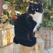 Zoé a rejoint le concours — aidez-le/la à gagner de superbes lots ! animal, black_and_white_cat, cat, christmas_lights, christmas_tree, cozy, decorations, fairy_lights, festive, floor_tile, holiday_decor, indoor, lantern, ornaments, pet, seasonal, sitting, tree_basket, whiskers, winter