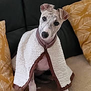 Vaya participe au concours pour gagner de l'argent avec cette photo : blanket, brown_trim, carpet, couch, curious, cute, dog, ears, face, fur, head_tilt, indoor, leaf_pattern, pet, pillow, puppy, sitting, small_dog, white_blanket, yellow_pillow