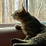 cat, close_up, cozy, daylight, feline, forest_background, fur, glass, indoor, looking_out, paw, pet, portrait, profile_view, relaxed, sitting, tabby_cat, whiskers, window, windowsill