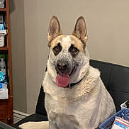 Koda joined the competition — help win amazing prizes! animal, basket, black_markings, brown_eyes, canine, chair, dog, domestic, ears_up, furniture, happy, household, indoor, looking_at_camera, medium_fur, papers, pet, relaxed, sitting, tongue_out