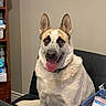 dog, indoor, chair, tongue_out, pet, animal, black_markings, sitting, happy, furniture, basket, papers, ears_up, domestic, canine, household, looking_at_camera, medium_fur, brown_eyes, relaxed